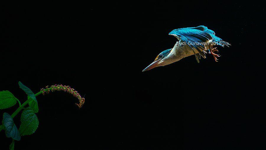 kingfisher, bird, collared-kingfisher, animal, , Budi Gunawan