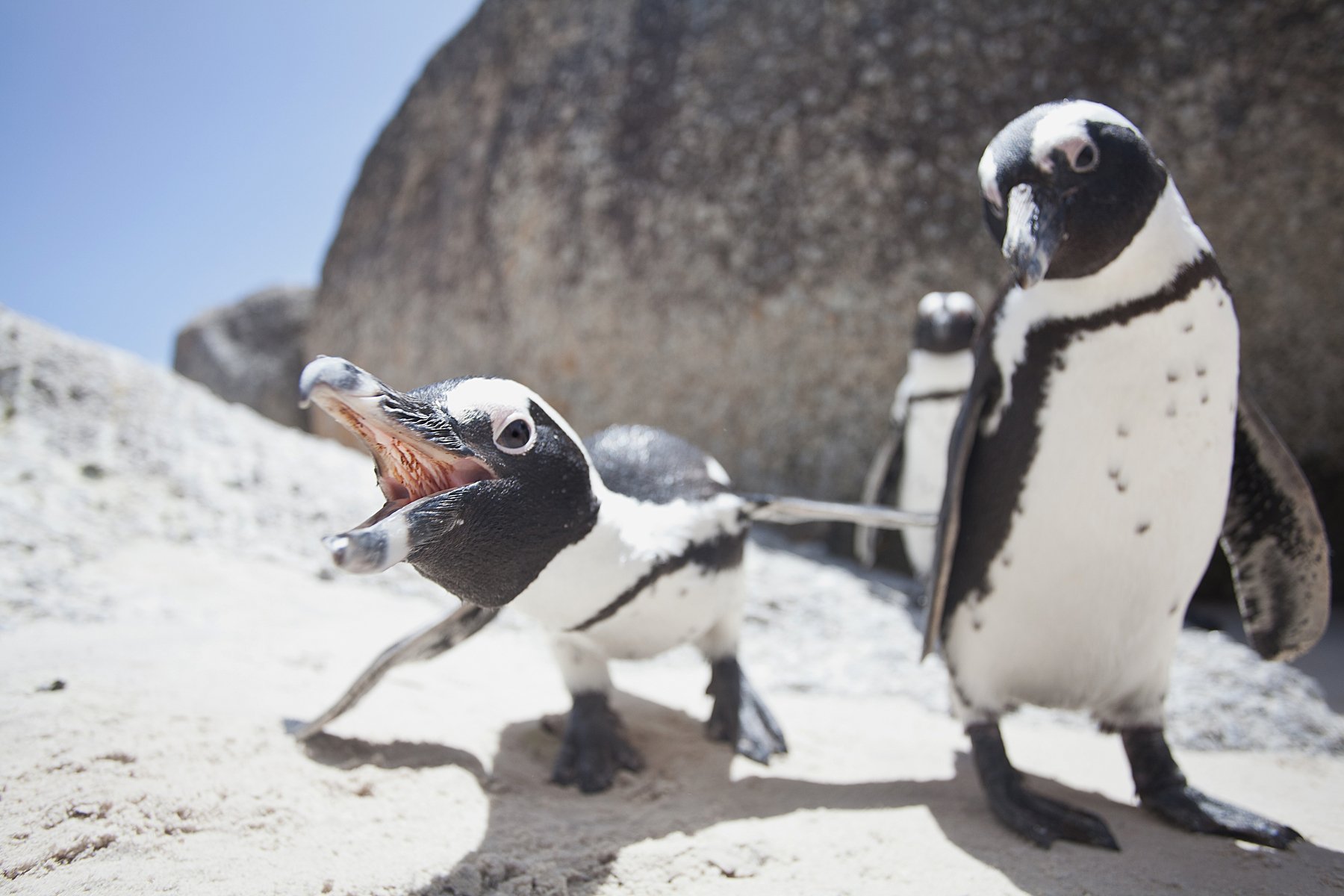 Пингвины, ЮАР, Mike Korostelev