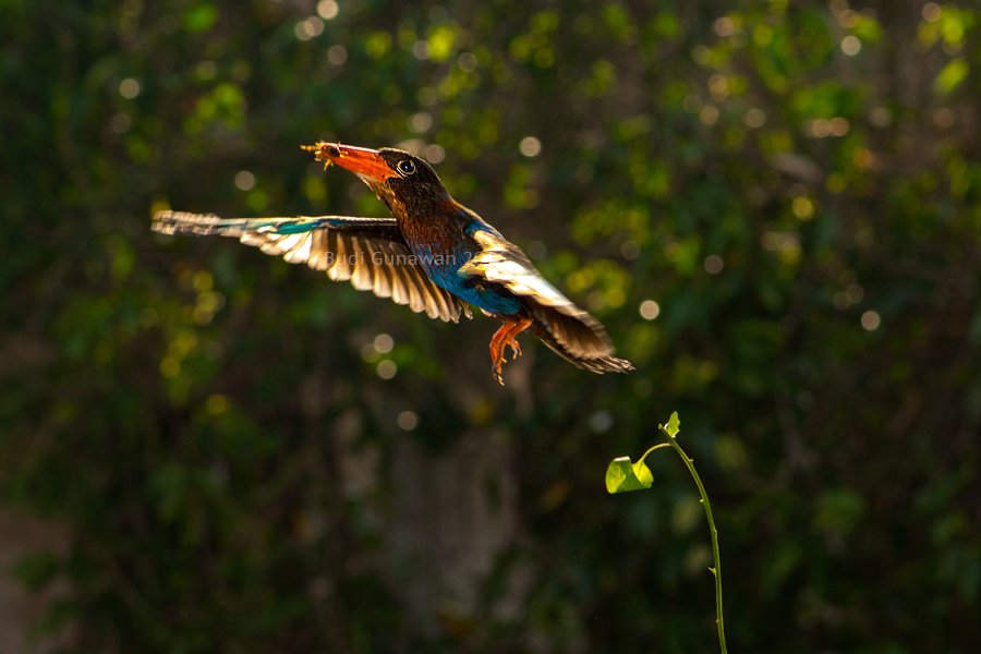 javan kingfisher, kingfisher, kingfisher hunting, Budi Gunawan