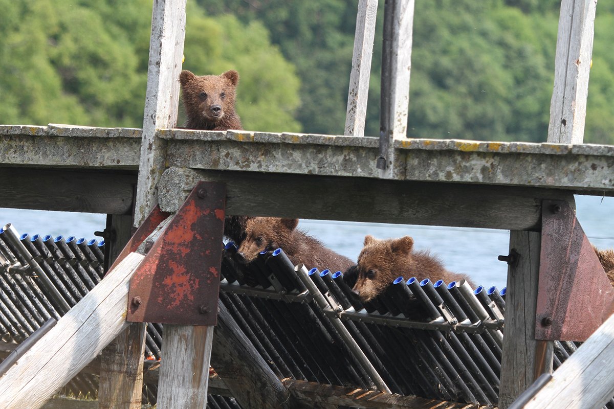 Медведи, Камчатка, Курильское Озеро, Mike Korostelev