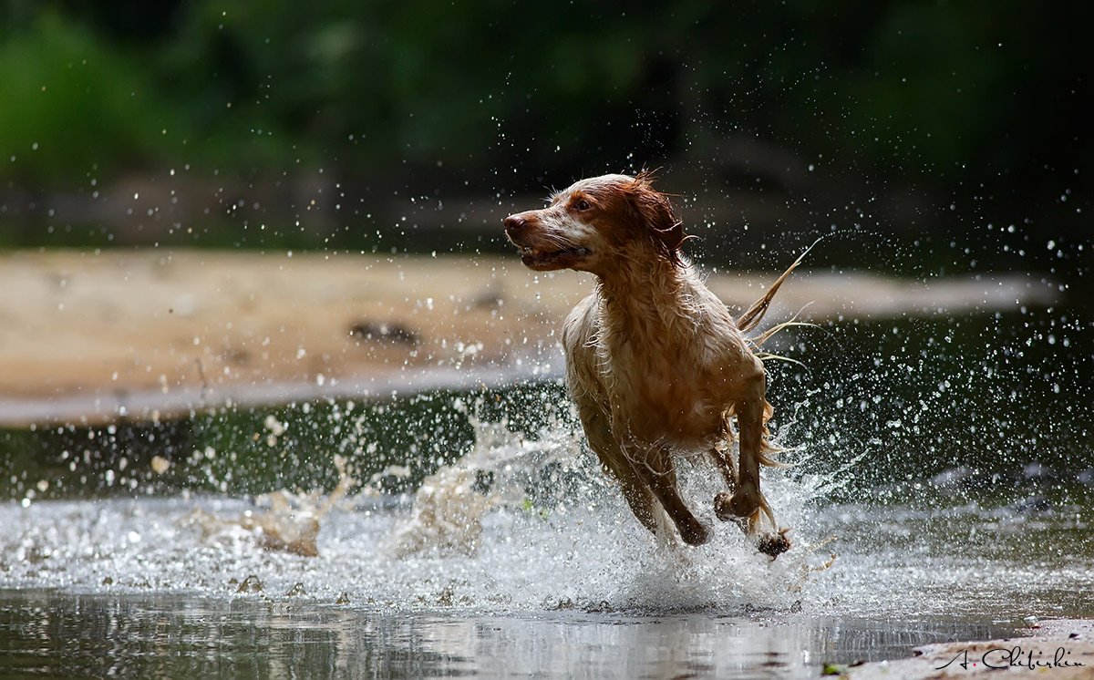 Включи бегущей воды. Щенок бежит. Собака бежит по воде. Собака бежит лето. Собака бегает по лужам.