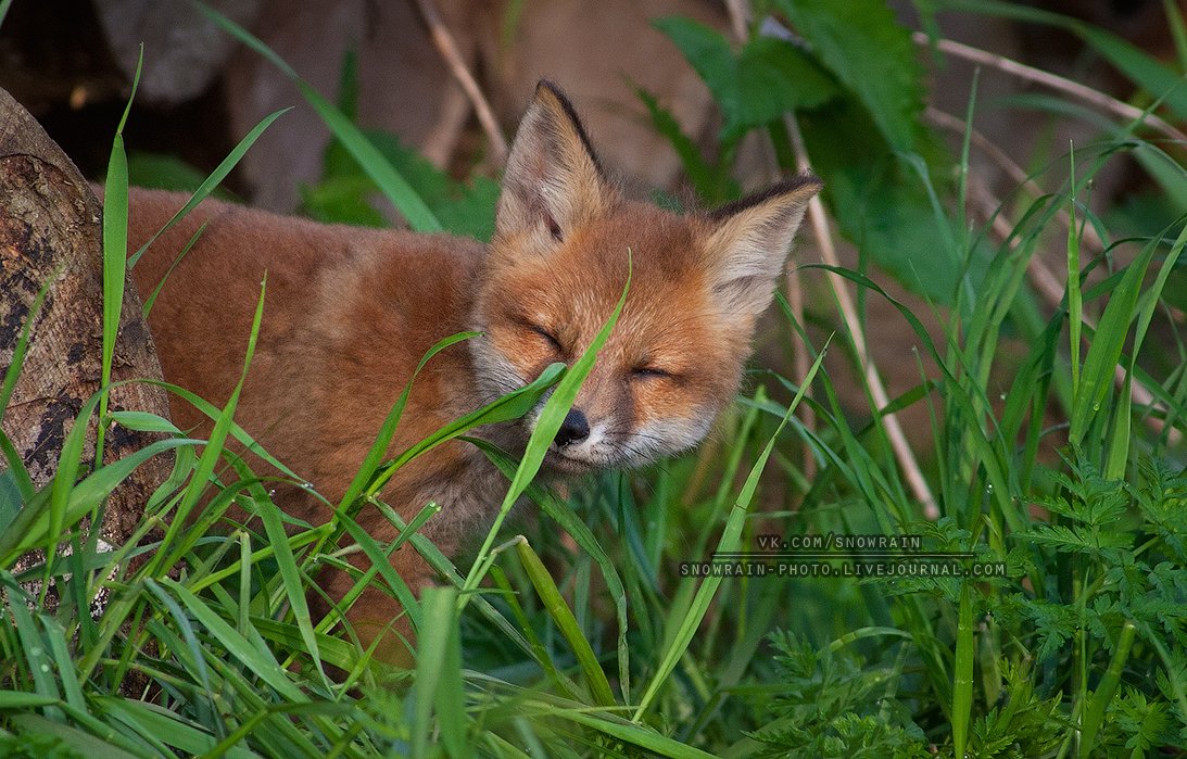 Animals, Fox, Nature, Wildlife, Wildlife photography, Анималистика, Дикая природа, Животные, Лиса, Лисята, Природа, Фотоохота, Snowrain