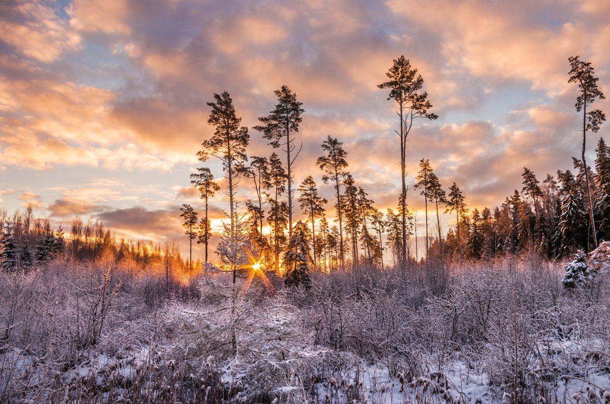 winter, snow, sunrise, forest, trees, clouds, Justinas Kondrotas
