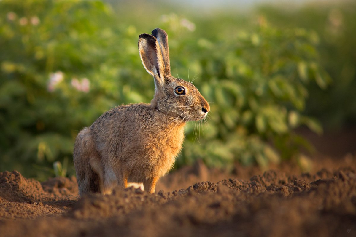 hare, wildlife, field, Wojciech Grzanka