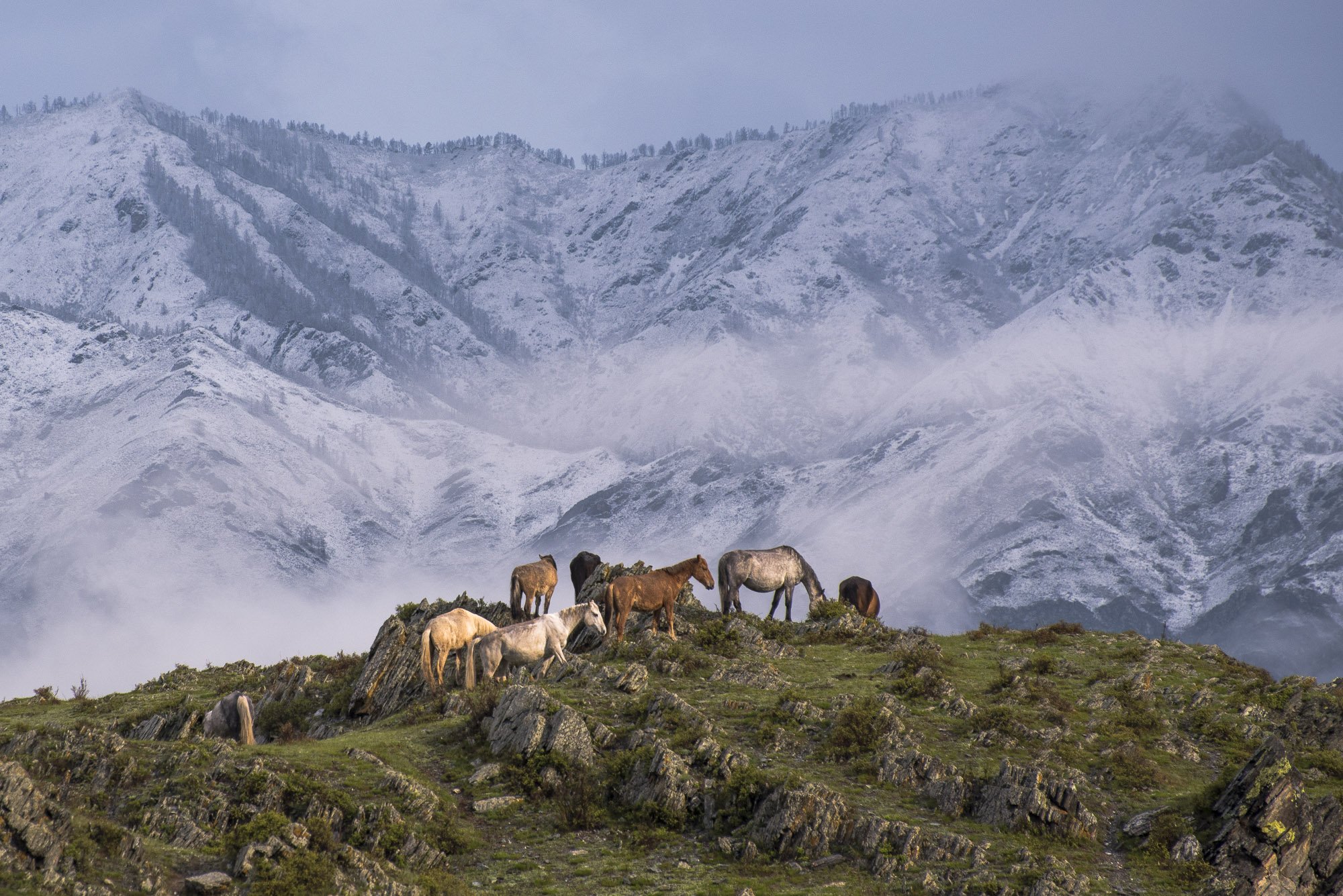 пейзаж, природа, лошади, снег, горы, туман, утро, рассвет, Дмитрий Старостенков