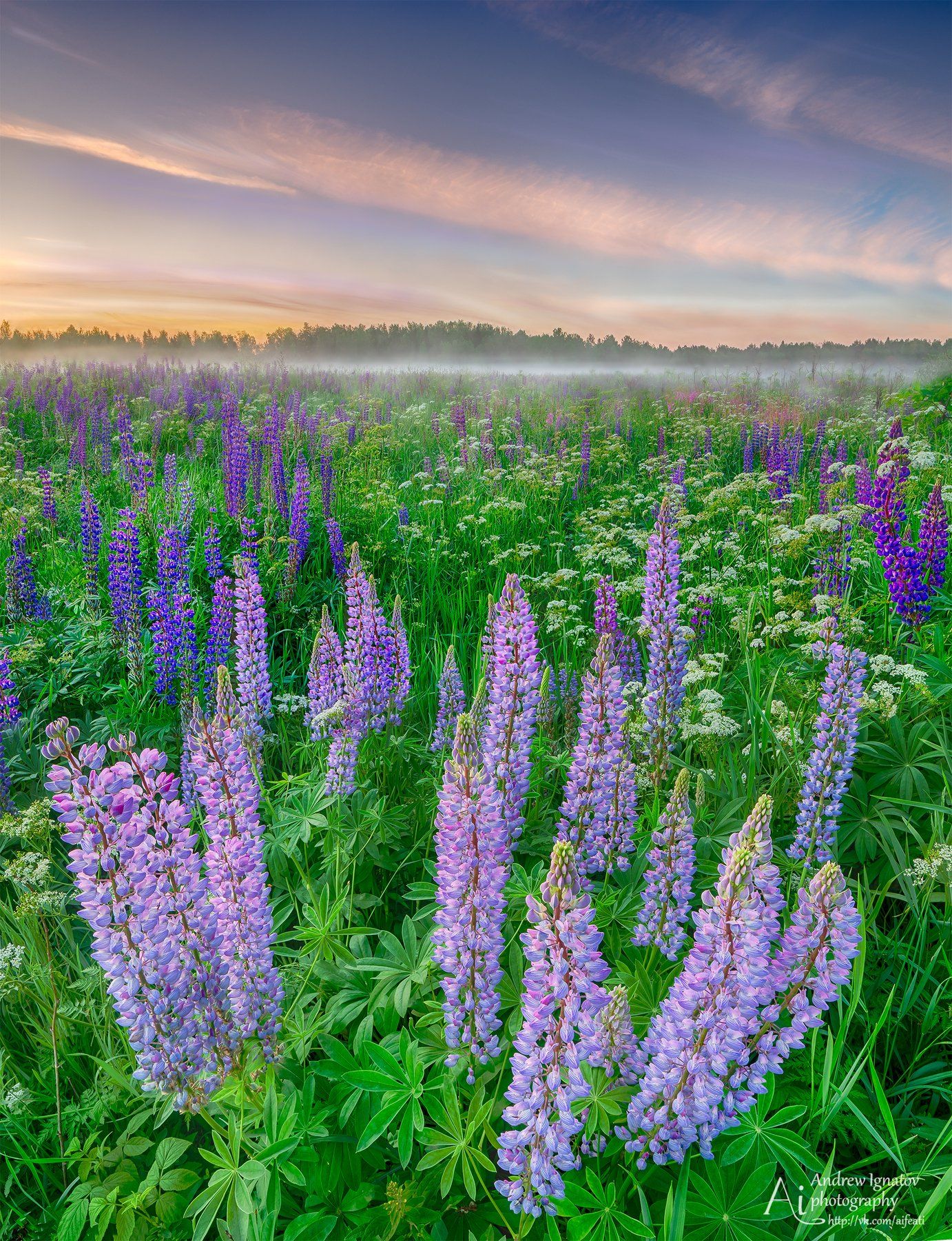 14mm, D7000, Flowers, Fog, Landscape, Lupine, Nikon, Samyang, Sunset, Андрей Игнатов