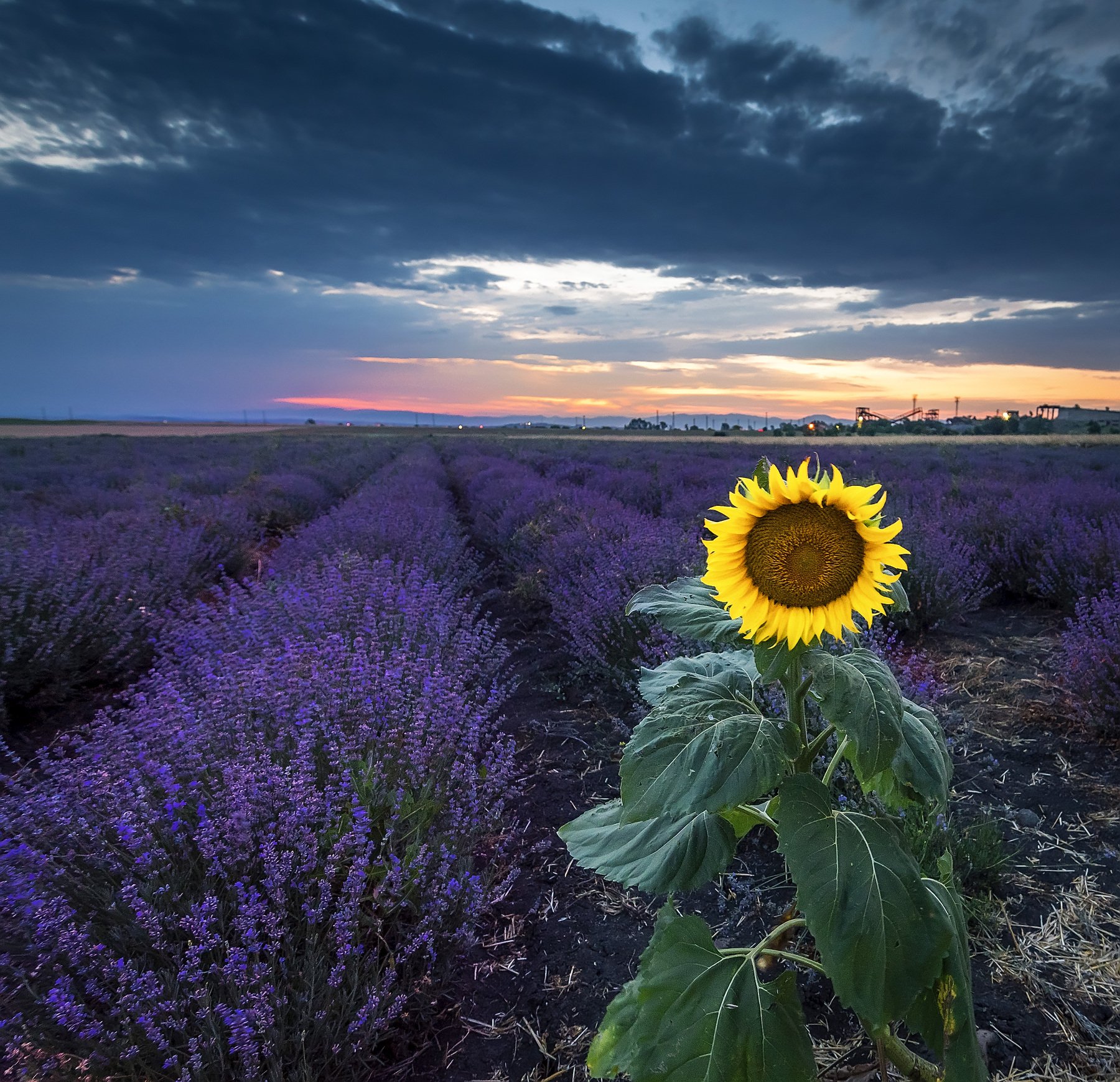 sunset, sunflower, lavender, flowers, sky, blue, purple, clouds, Jeni Madjarova