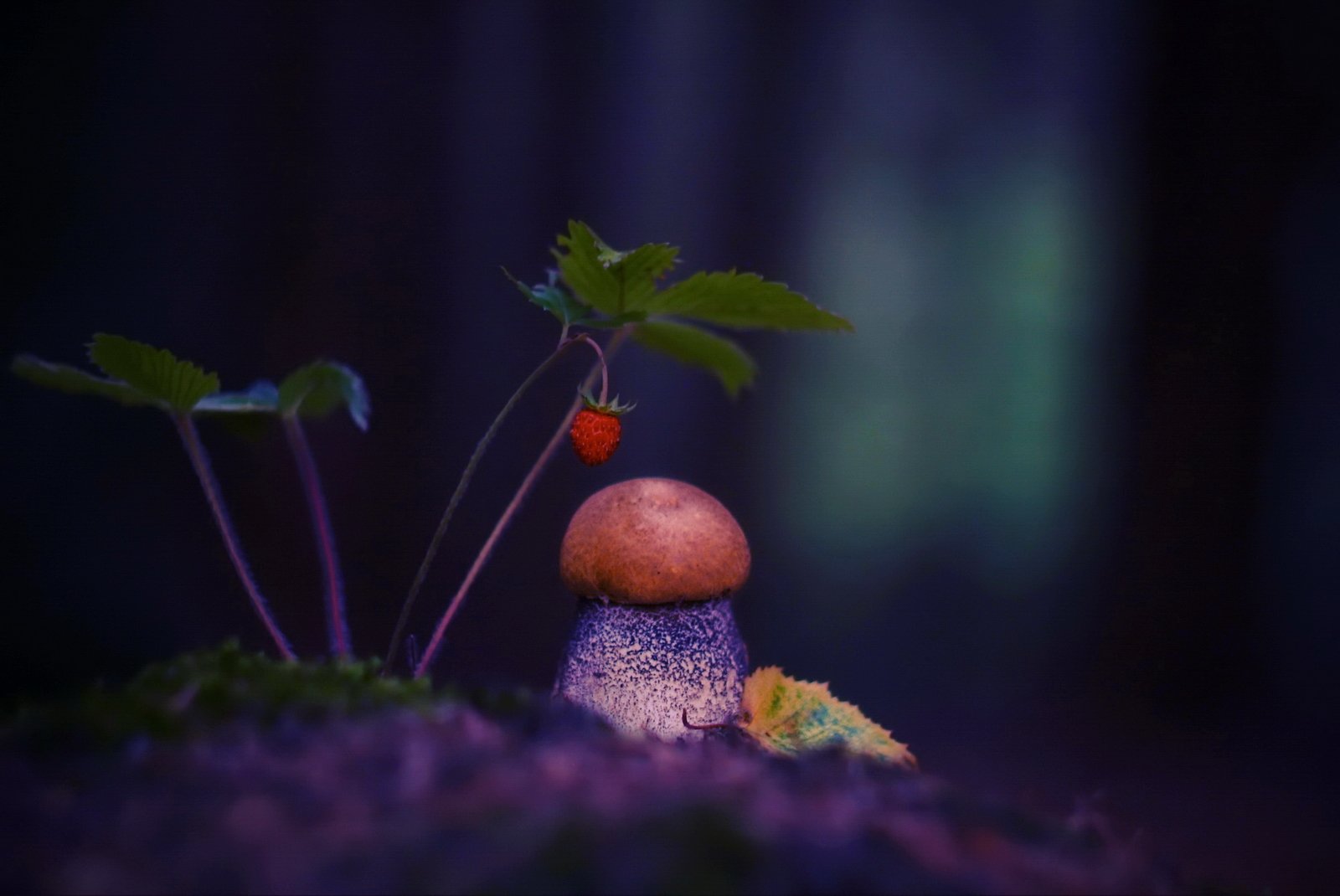 грибы, ягоды, Александр Гвоздь