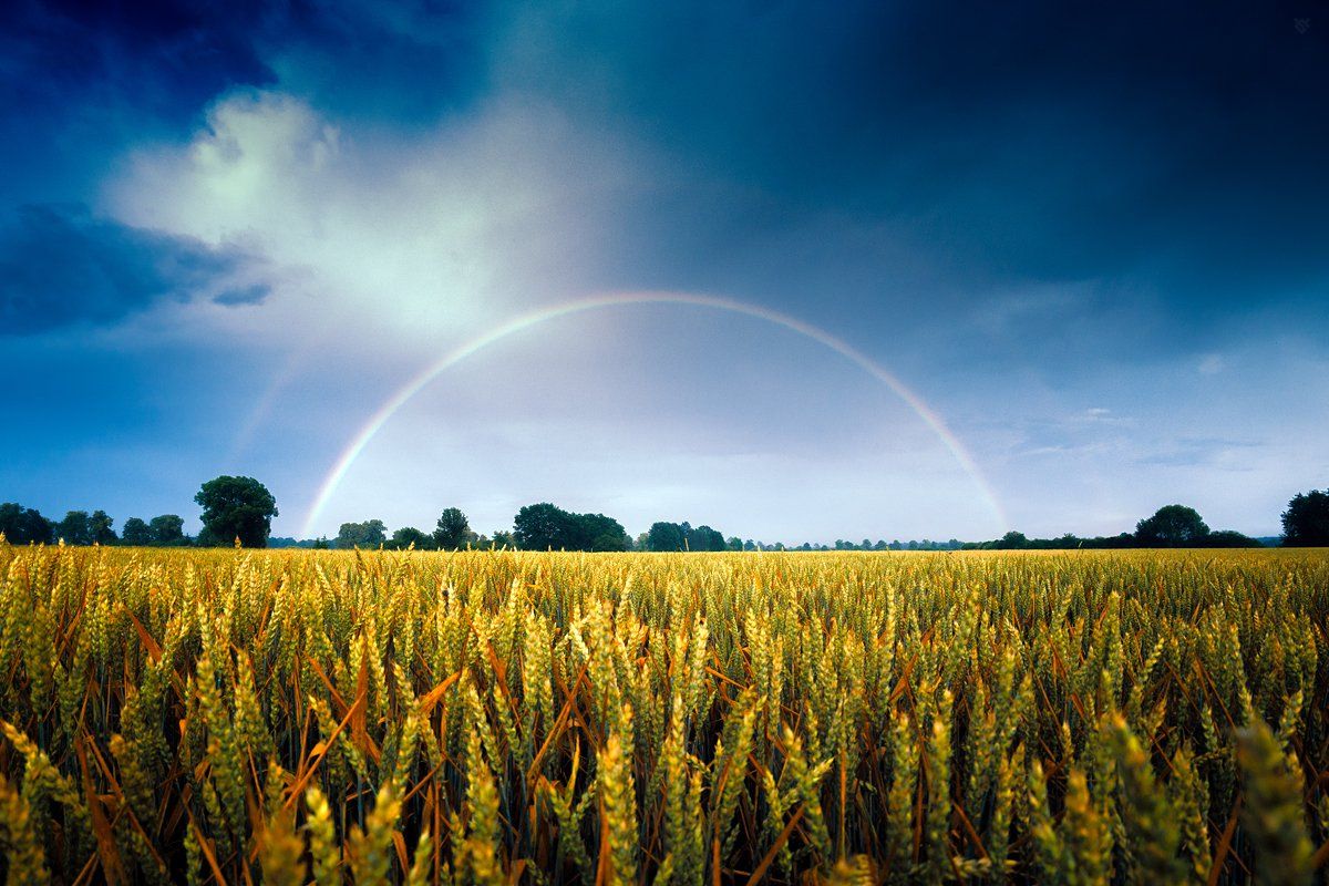 rainbow, nature, field, Wojciech Grzanka