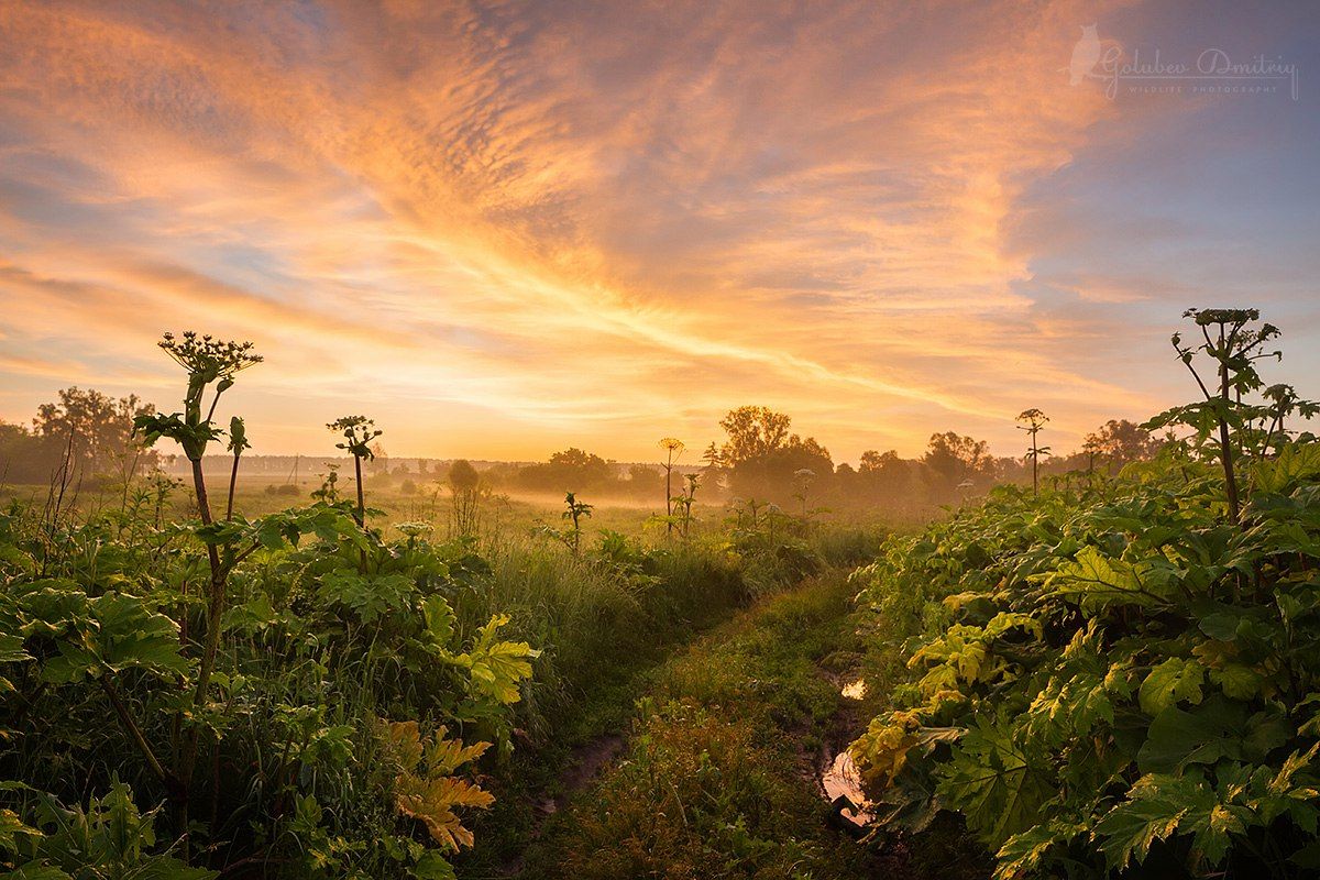 landscape, morning, sunrise, sky, clouds, plants, red, field, поле, рассвет, борщевик, утро, Голубев Дмитрий