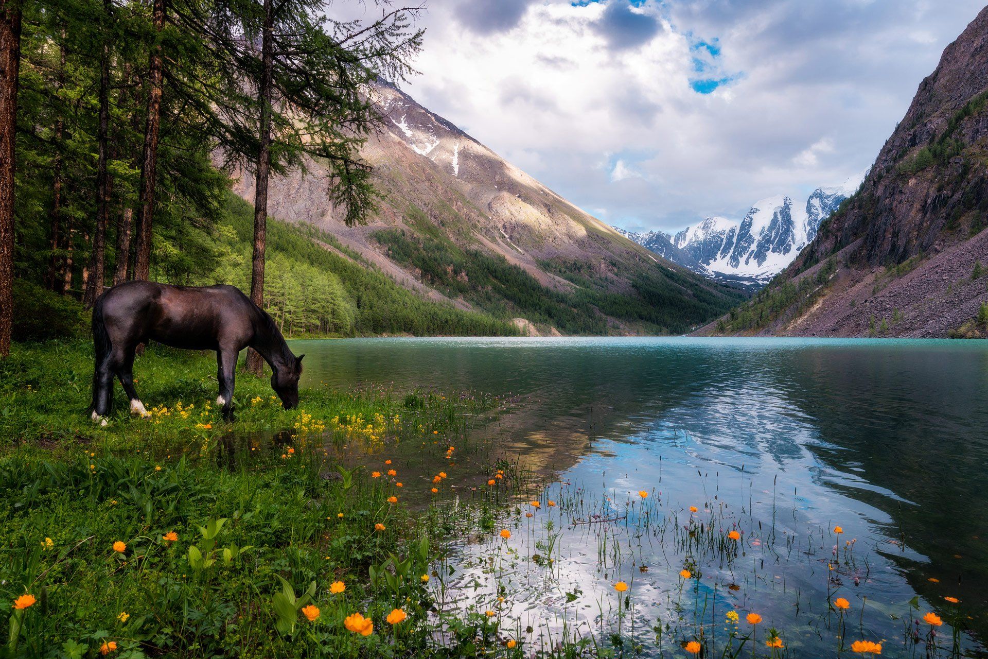 Увидев хорошо знакомое озеро. Шавлинское озеро Алтай. Алтай цветы Шавлинское озеро. Алтай Кучерлинское озеро лошади. Шавлинские озёра Алтай конь.