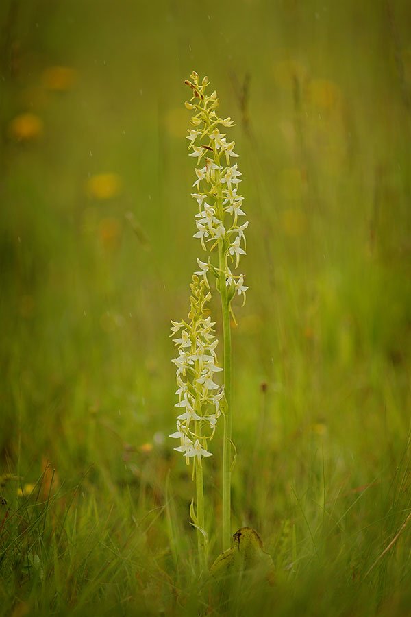 platanthera bifolia., любка двулистная, Роман Рысь