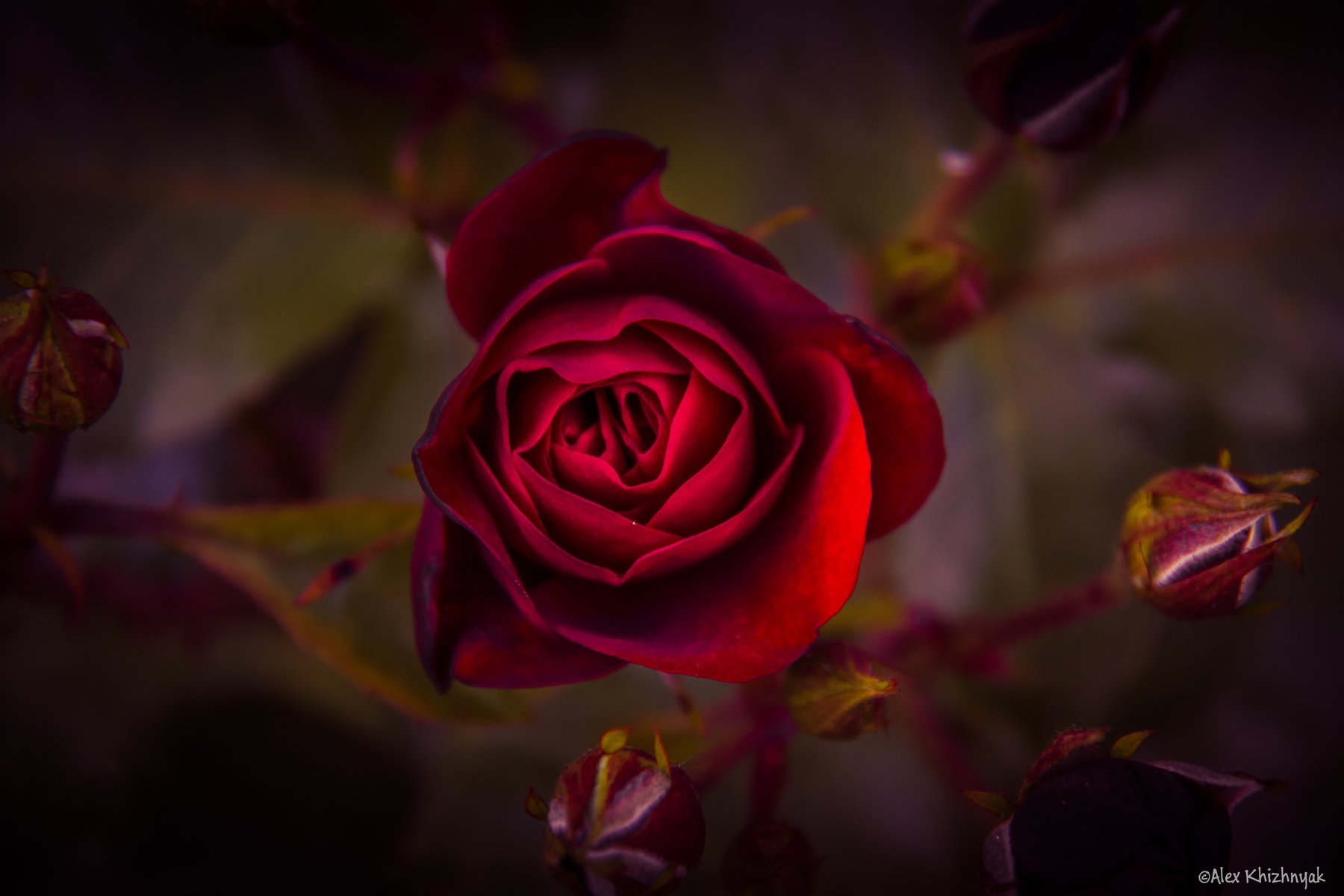 rose, red, flower, Simplici_mortE
