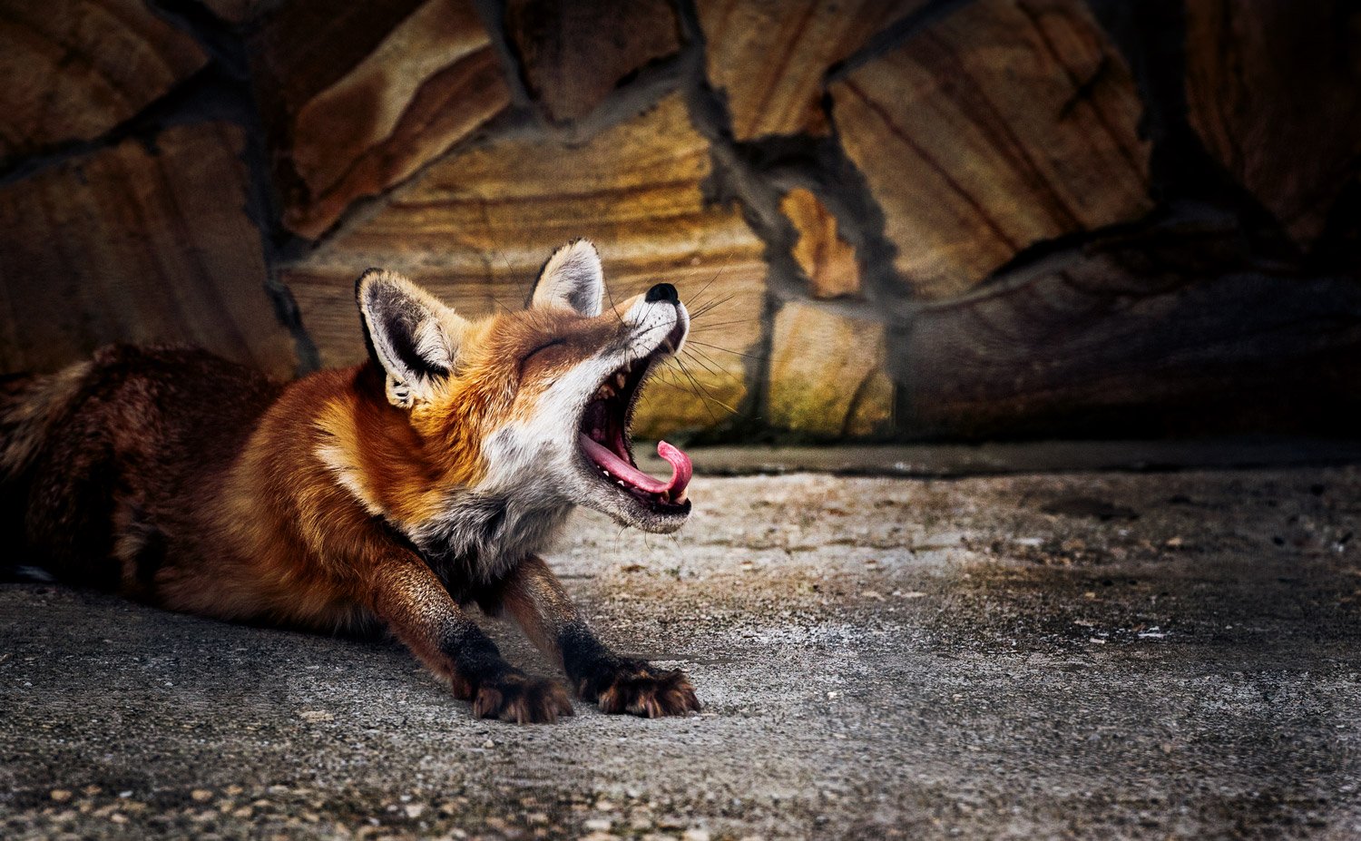Animals, Fox, Life, Nature, Дикие животные, Животные, Жизнь, Лиса, Природа, Андрей Лободин