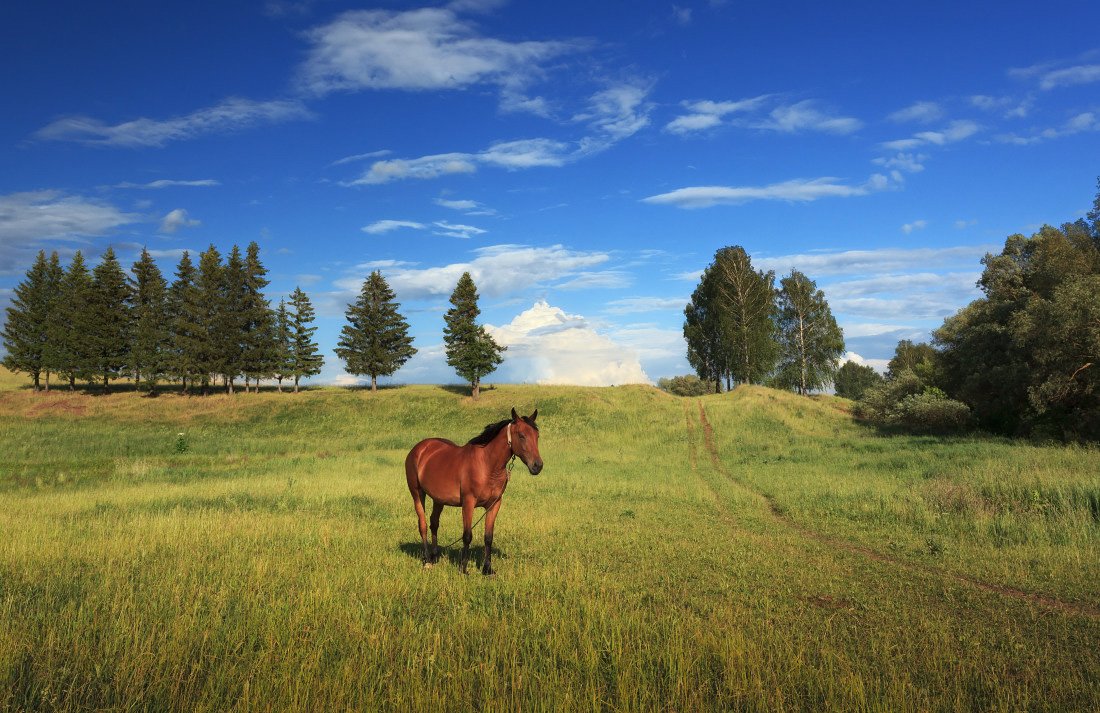 Поле трава лошадь деревья лес облака лето, Георгий Машковцев