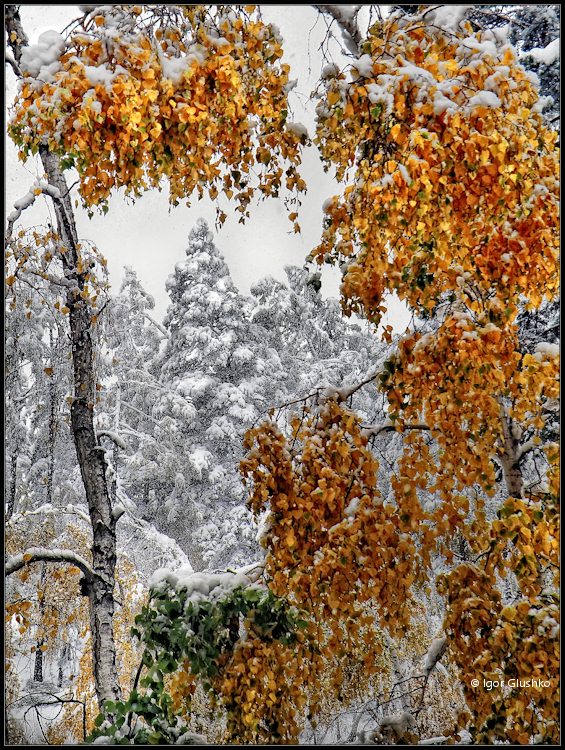 осень, штора, занавеска, зима, бурятия, снег, листья, лес, тайга, Игорь Глушко