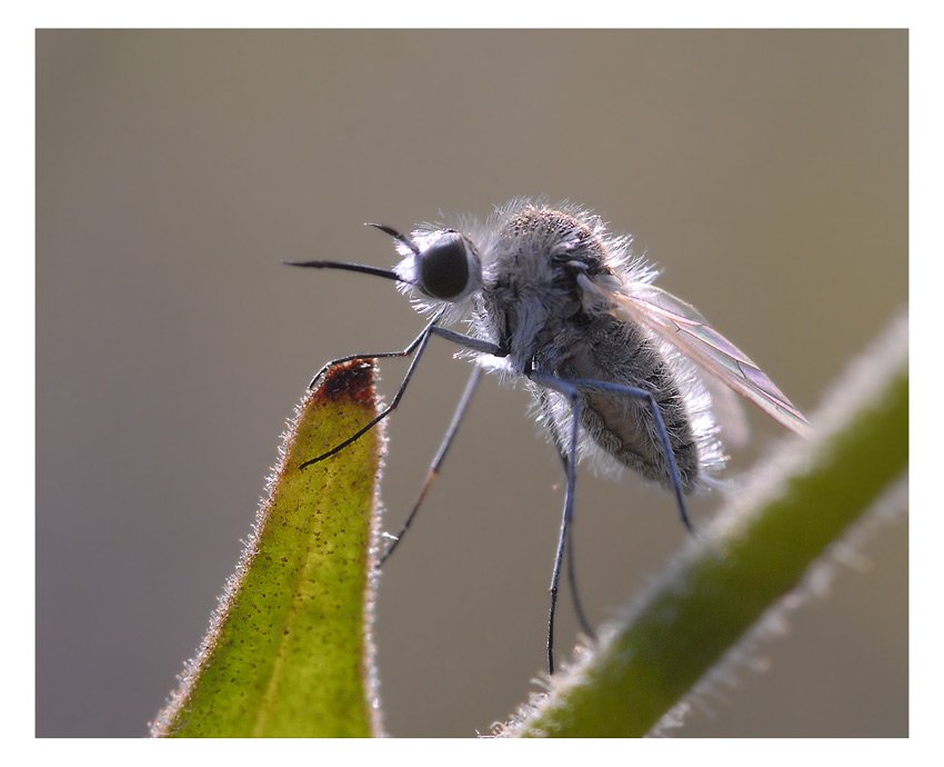 bombyliidae, geron, diptera, Юрий Охлопков