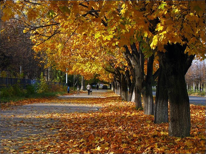 осень, листья, город, VEB