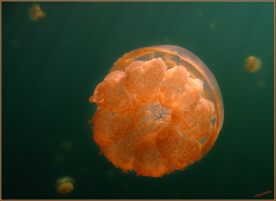 микронезия, палау, озеро медуз, Lampadina (Svetlana Maximova)