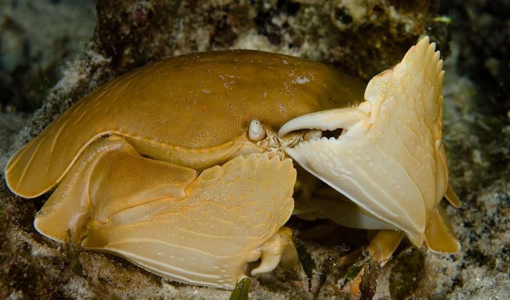 краб, underwater, Виктор Чистов