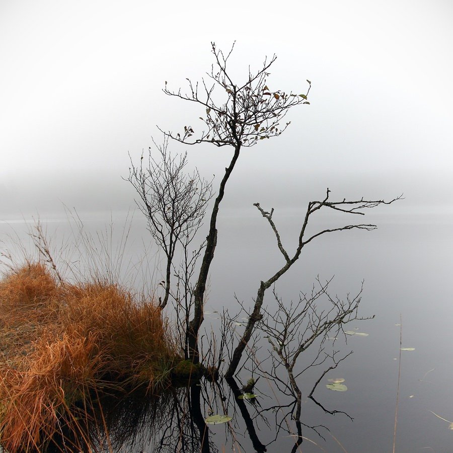 туман, озеро, деревце, Дмитрий Середов