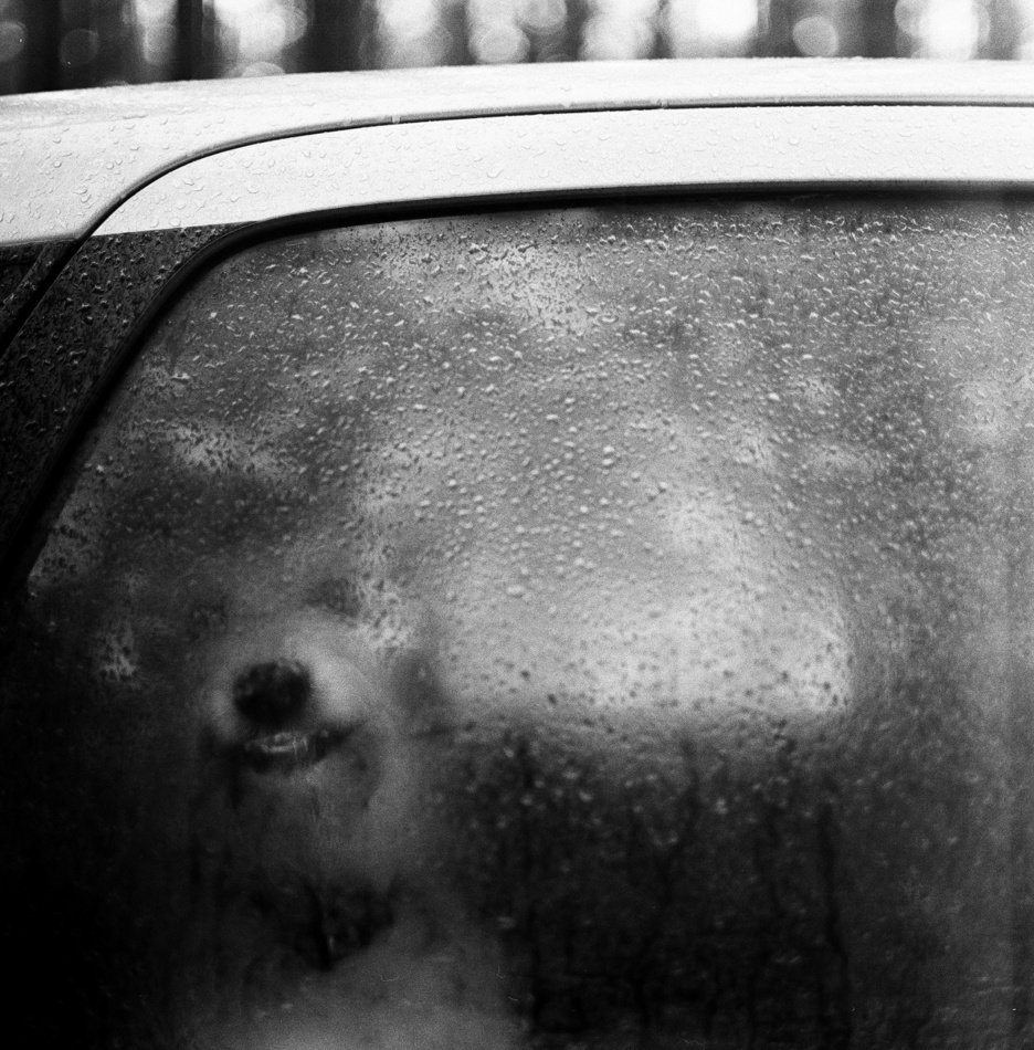 собака, стекло, дождь, улыбка, машина, окно, ADivanov