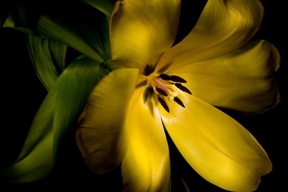 цветок, тюльпан, желтый, Динара