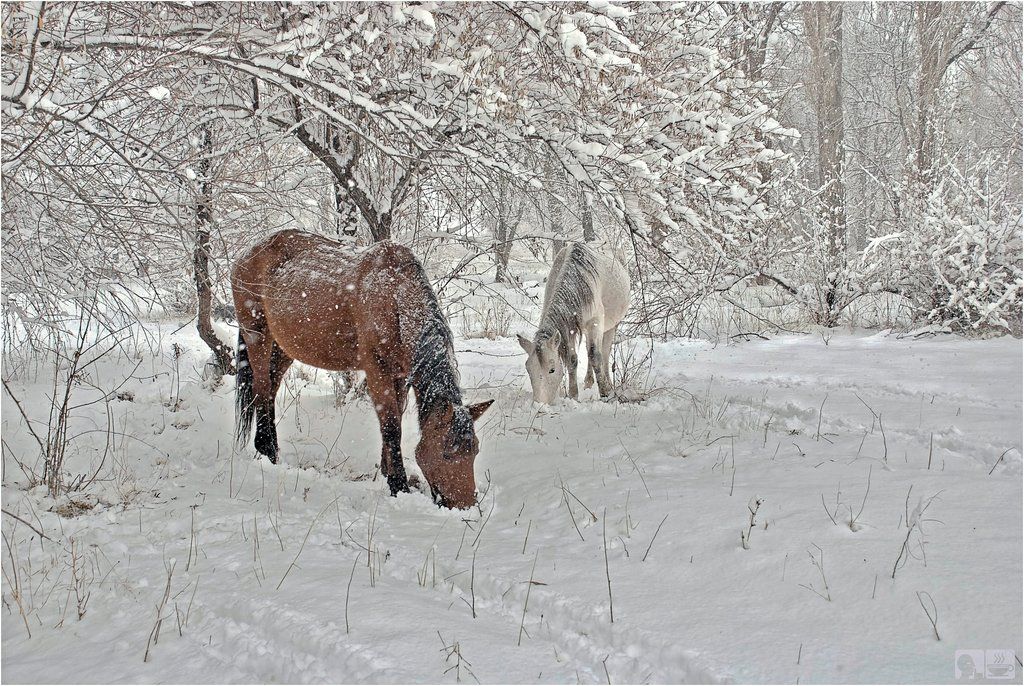 природа, снег, лошади, Геннадий Меремьянин
