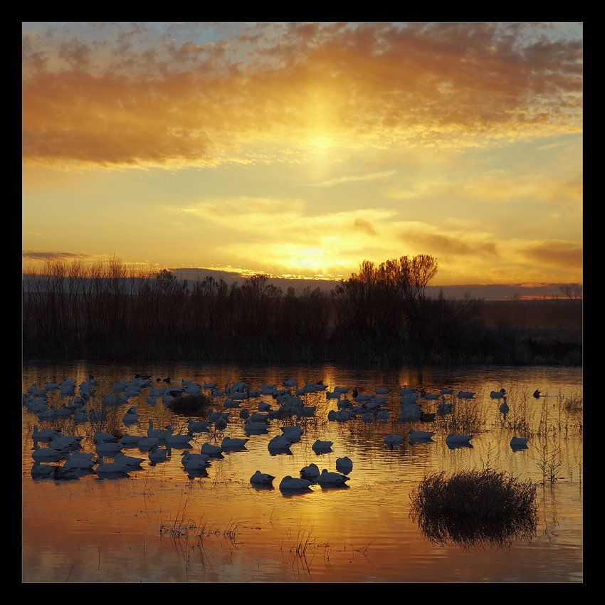 bosque del apache nwr, new mexico, usa, Vadim Balakin