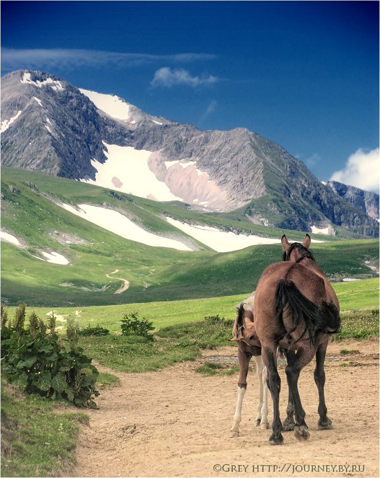 лошадь,горы,альпика,лагонаки, Сергей Павлов
