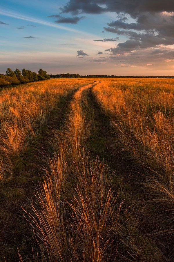 Пейзаж, природа, полевая дорога, вечерний свет, Александр Кожухов