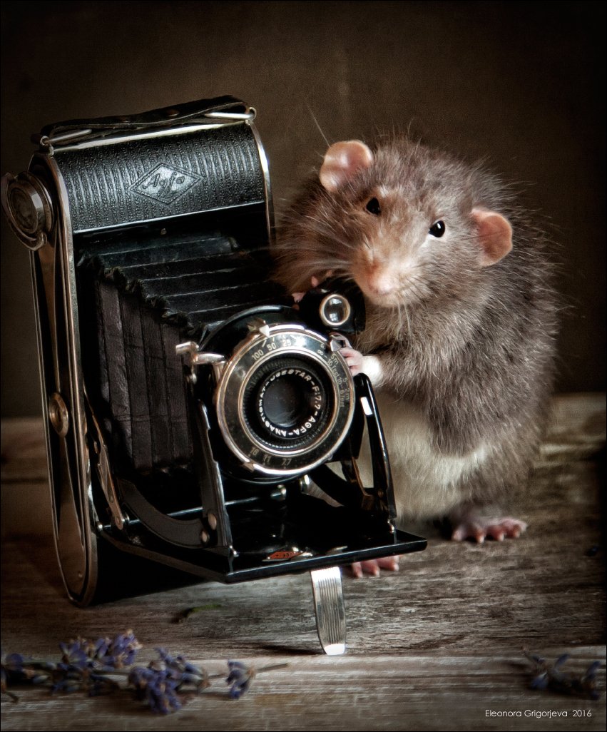 Грызуны, День фотографа, Домашние животные, Крыса дамбо, Крысиные истории, Eleonora Grigorjeva