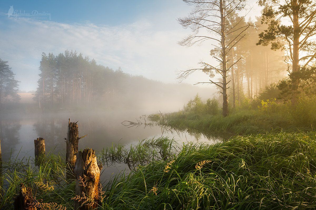 morning, summer, lake, fog, sun, sunset, trees, grass, утро, туман, рассвет, озеро, деревья, Голубев Дмитрий