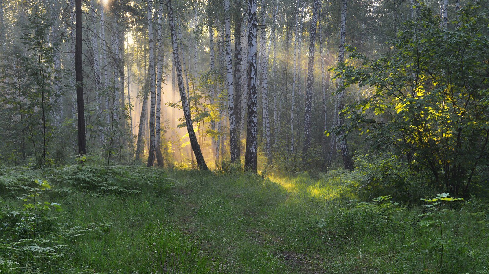 солнечный свет, туман, лес, утро, июнь, Irina Shaprunova