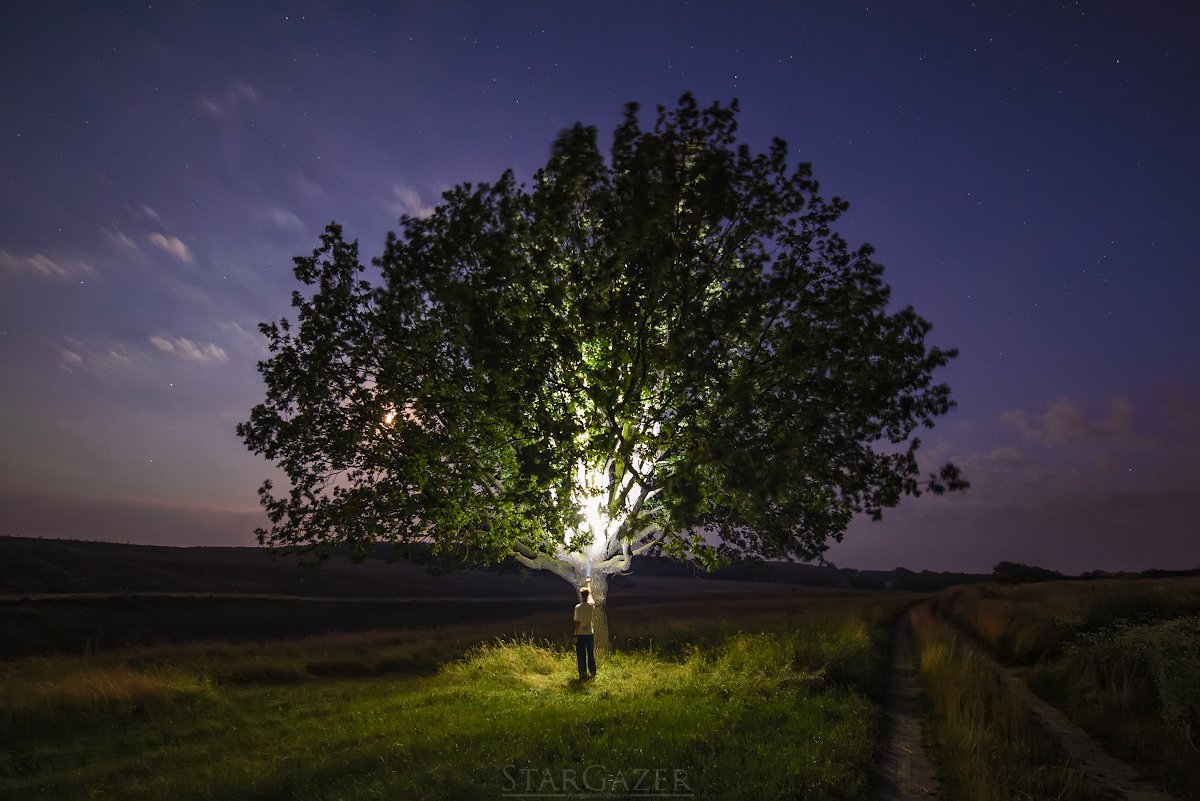tree, дерево, ночь, night, фонарик, flashlight, Andrew Kolobov