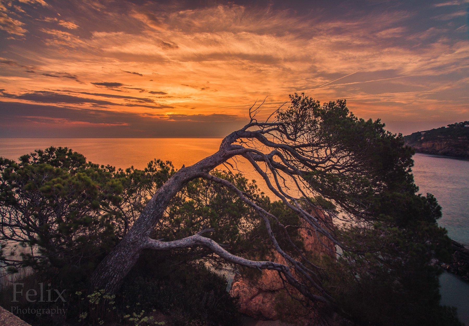 tree,sunrise,spain,sa riera,sky, Felix Ostapenko