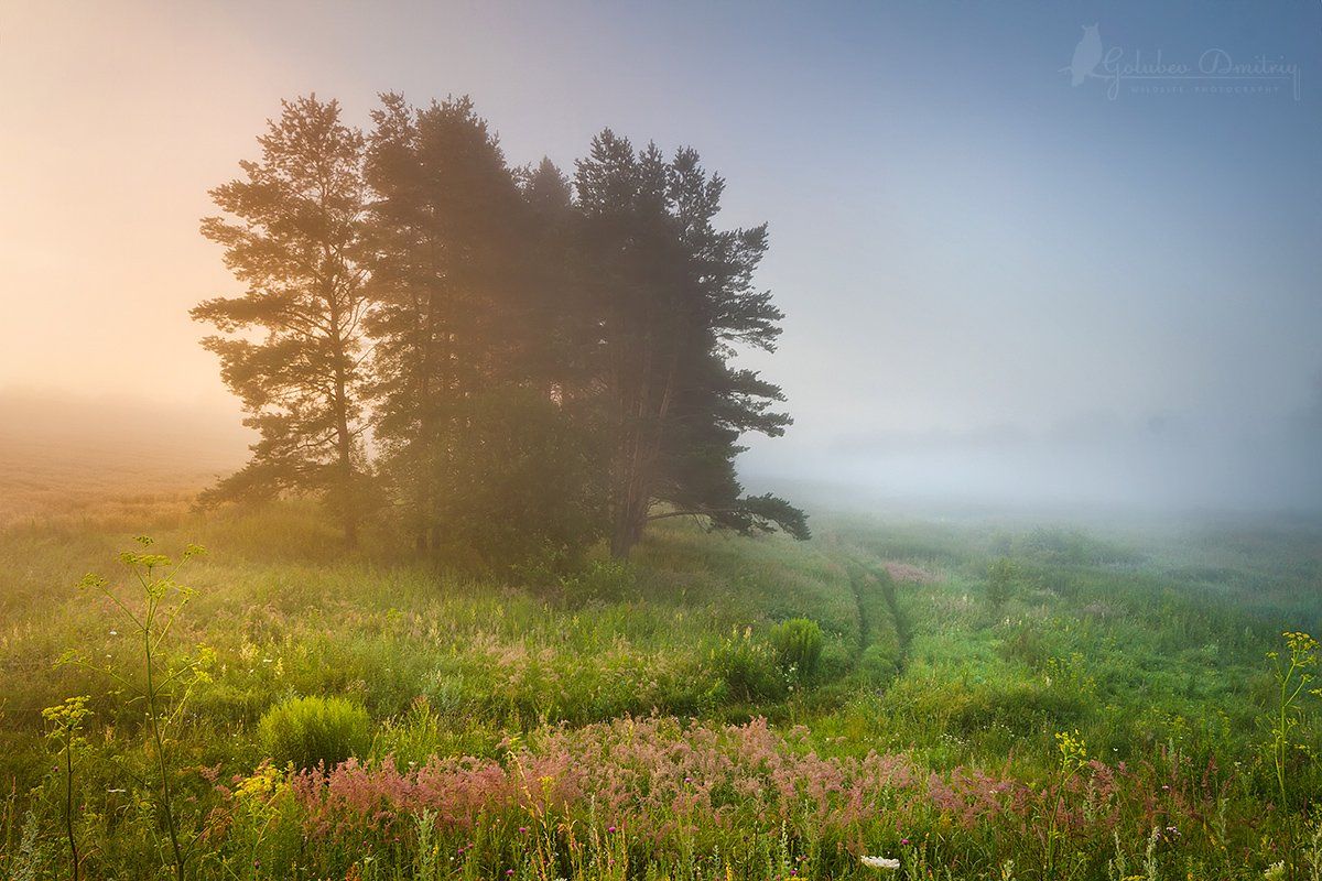 morning, sunrise,  dawn, sun, fog, pines, meadow, field, grass, утро, поле, луг, туман, рассвет, трава, сосны, Голубев Дмитрий