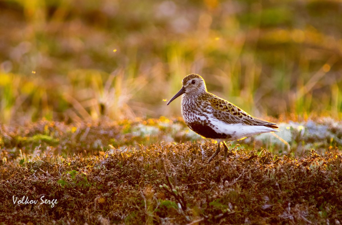 Calidris alpina, Арктика, Дикая природа, Дикая природа россии, Кулик, Птицы, Север, Чернозобик, Сергей Волков