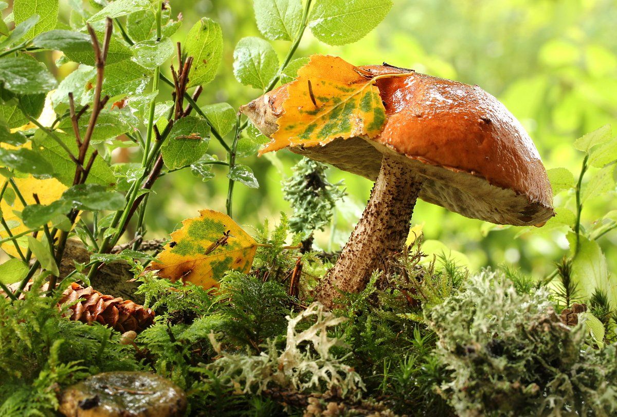 осенние лесные грибы фото