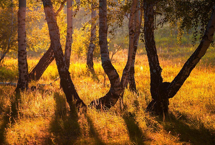 Природа, лес, утро, утро в лесу, березы, , Александр Кожухов