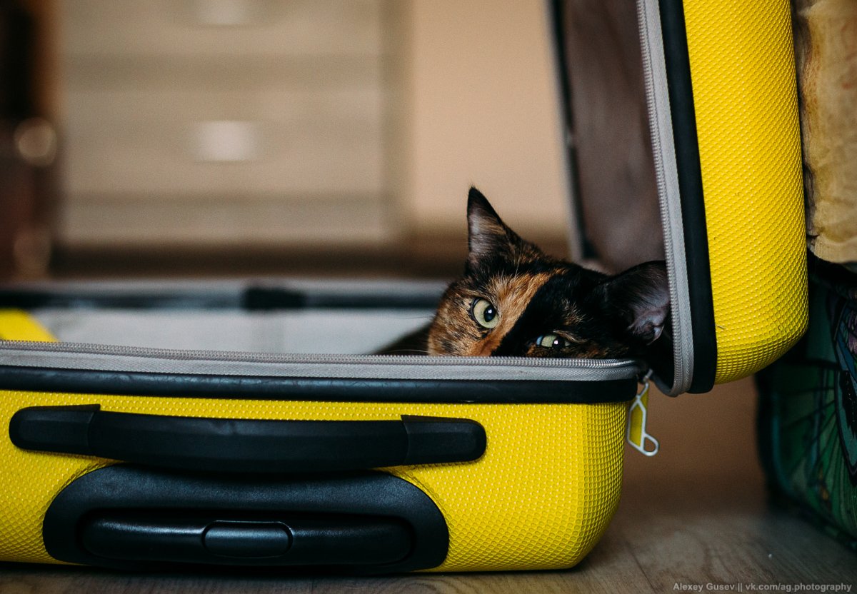 cat,bag,suitcase,travel,wanderlust,road,trip,yellow, Алексей Гусев