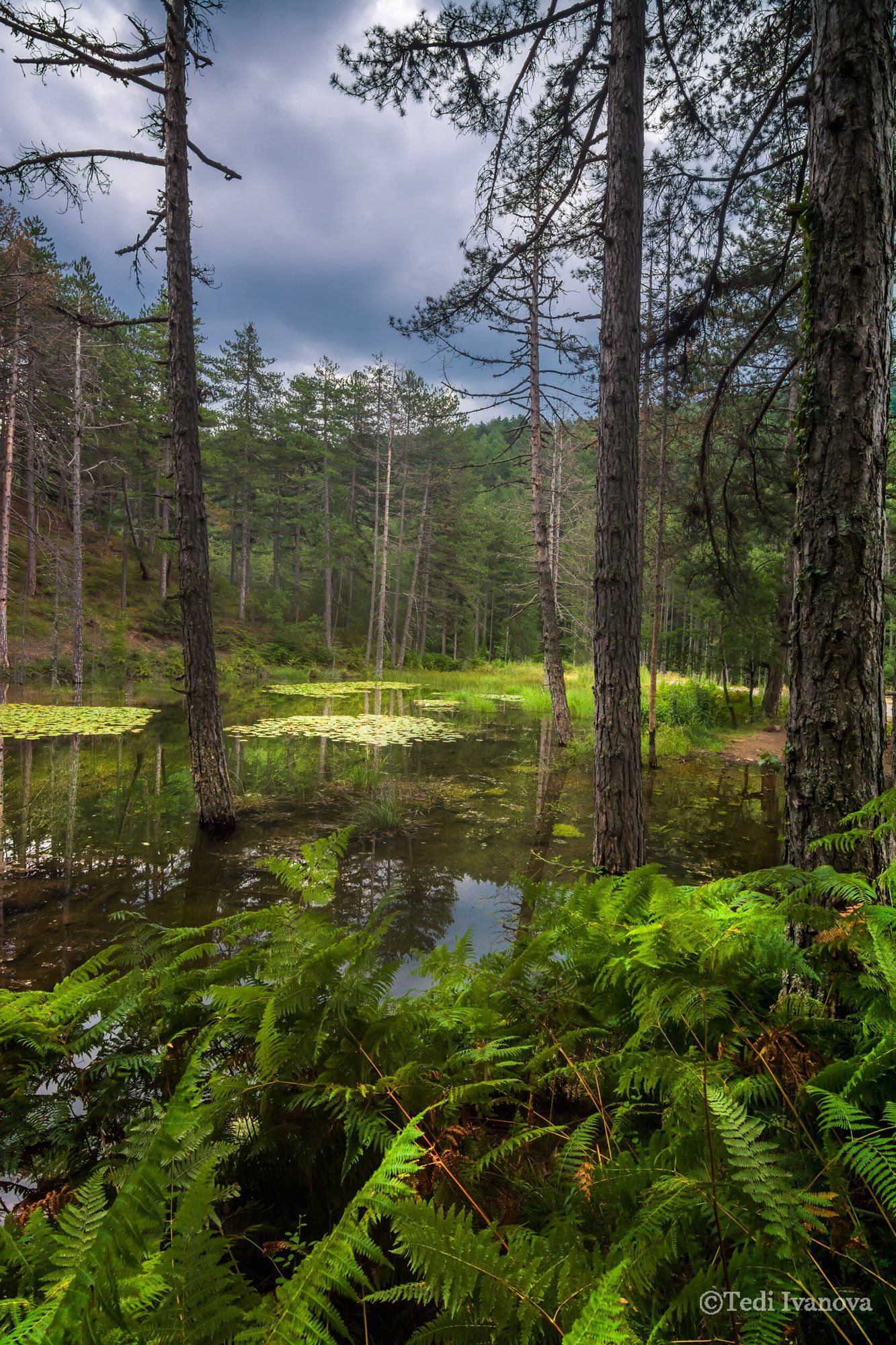 Landscape, Nature , Teodora Ivanova