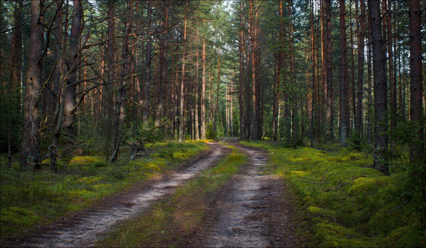 дорога, июль, лес, лето, мох, сосны, утро, Сергей Шабуневич