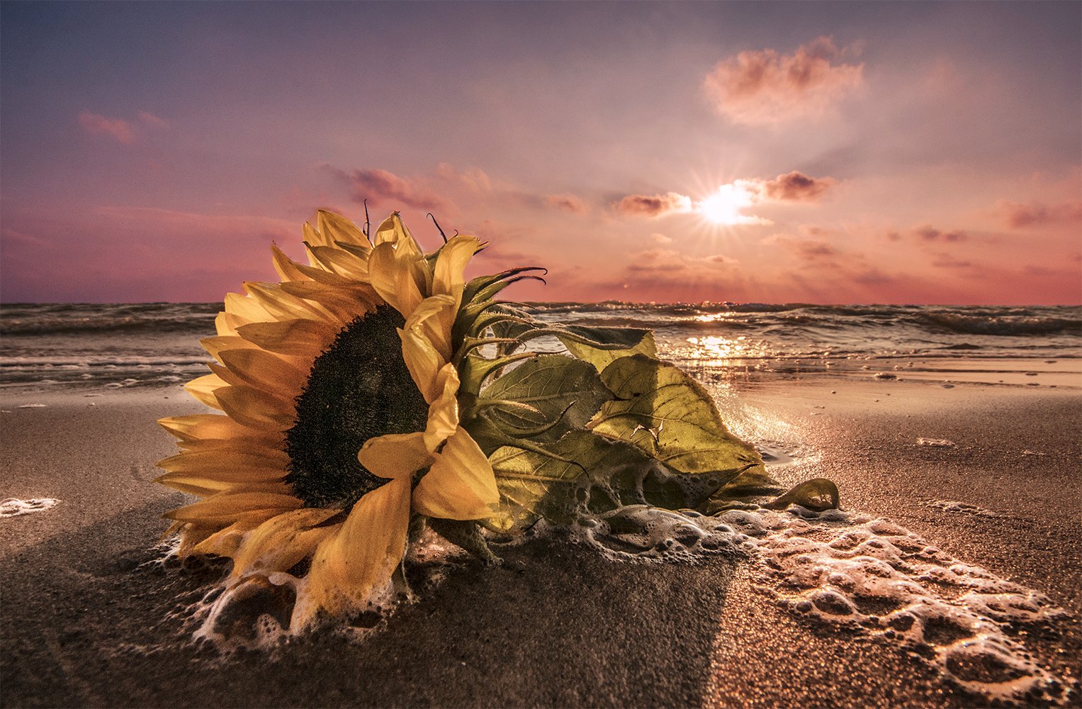 Sunflower, Daiva Cirtautė