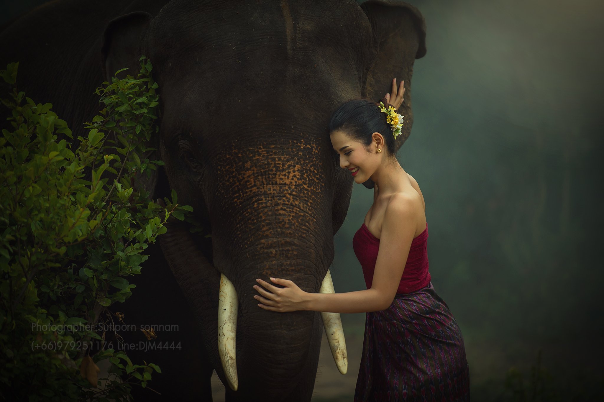 portrait,elephat,asia,cambodia,thai,wildlife,, SUTIPORN SOMNAM