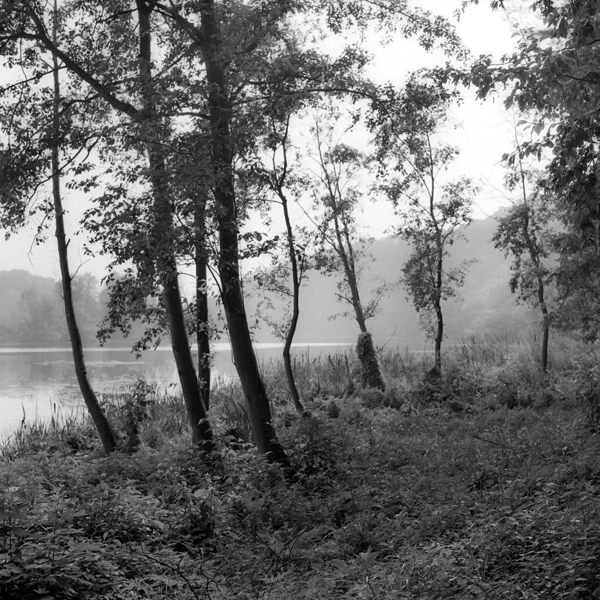 лес., река., утро., Александр Резников