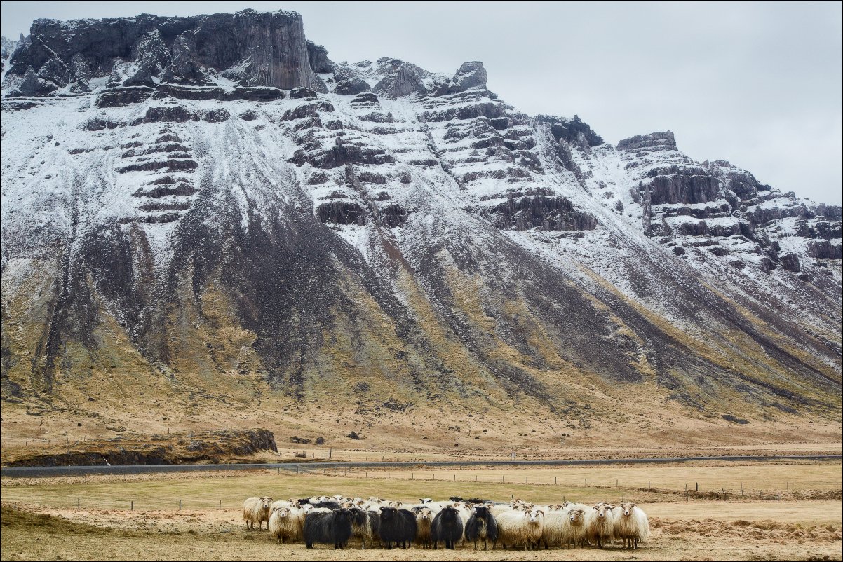 Исландия овцы скалы портрет пейзаж, Вадим Никифоров