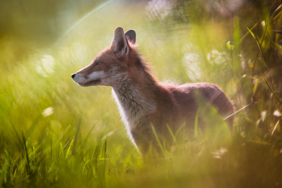 red fox, wildlife, animals, Wojciech Grzanka