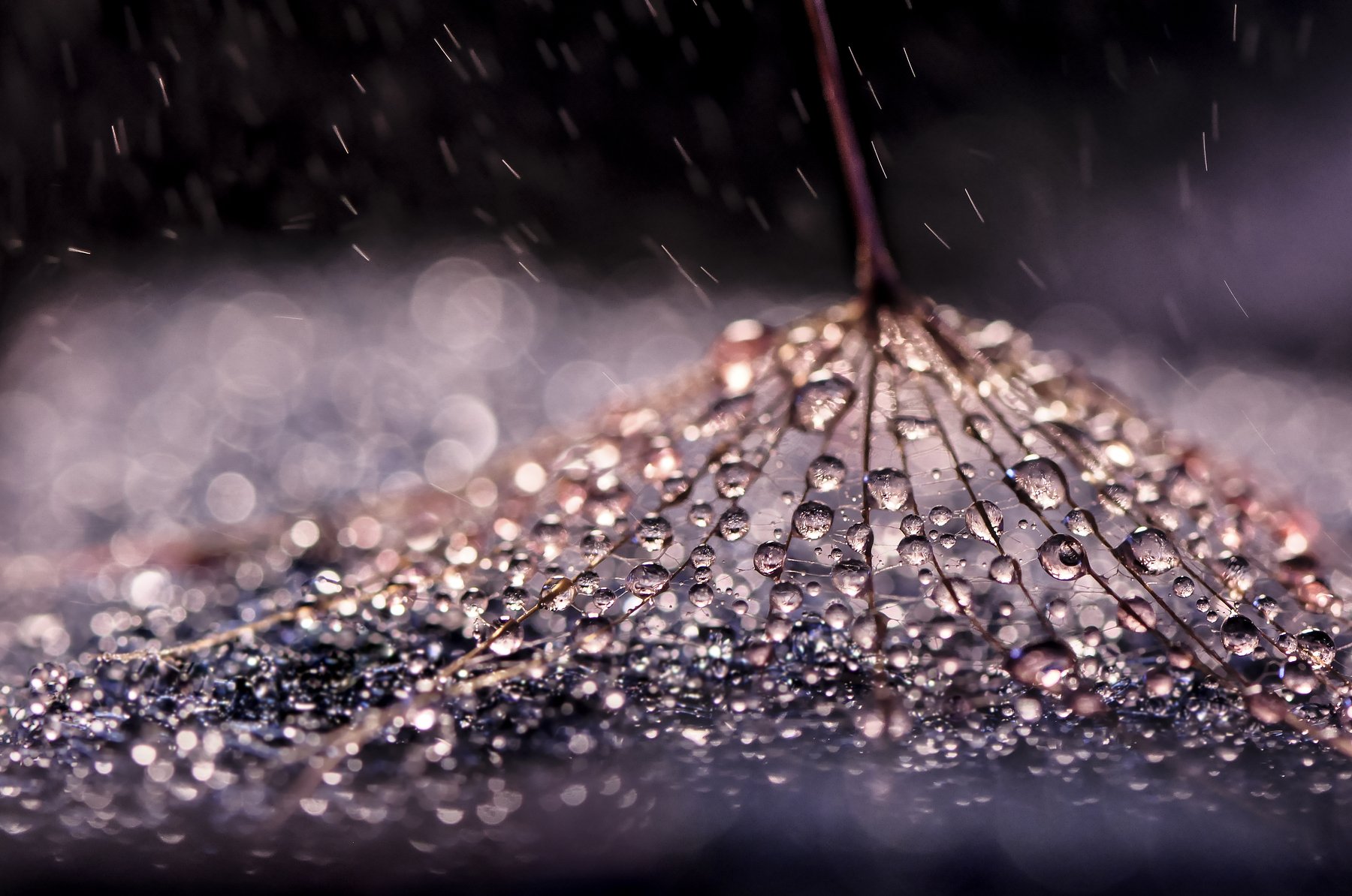 water, macro, light, drops, drop, dandelion, droplet, dandelion seed,droplets, капелька, вода, макро, свет, капли, одуванчик, капельки, Ивелина Благоева