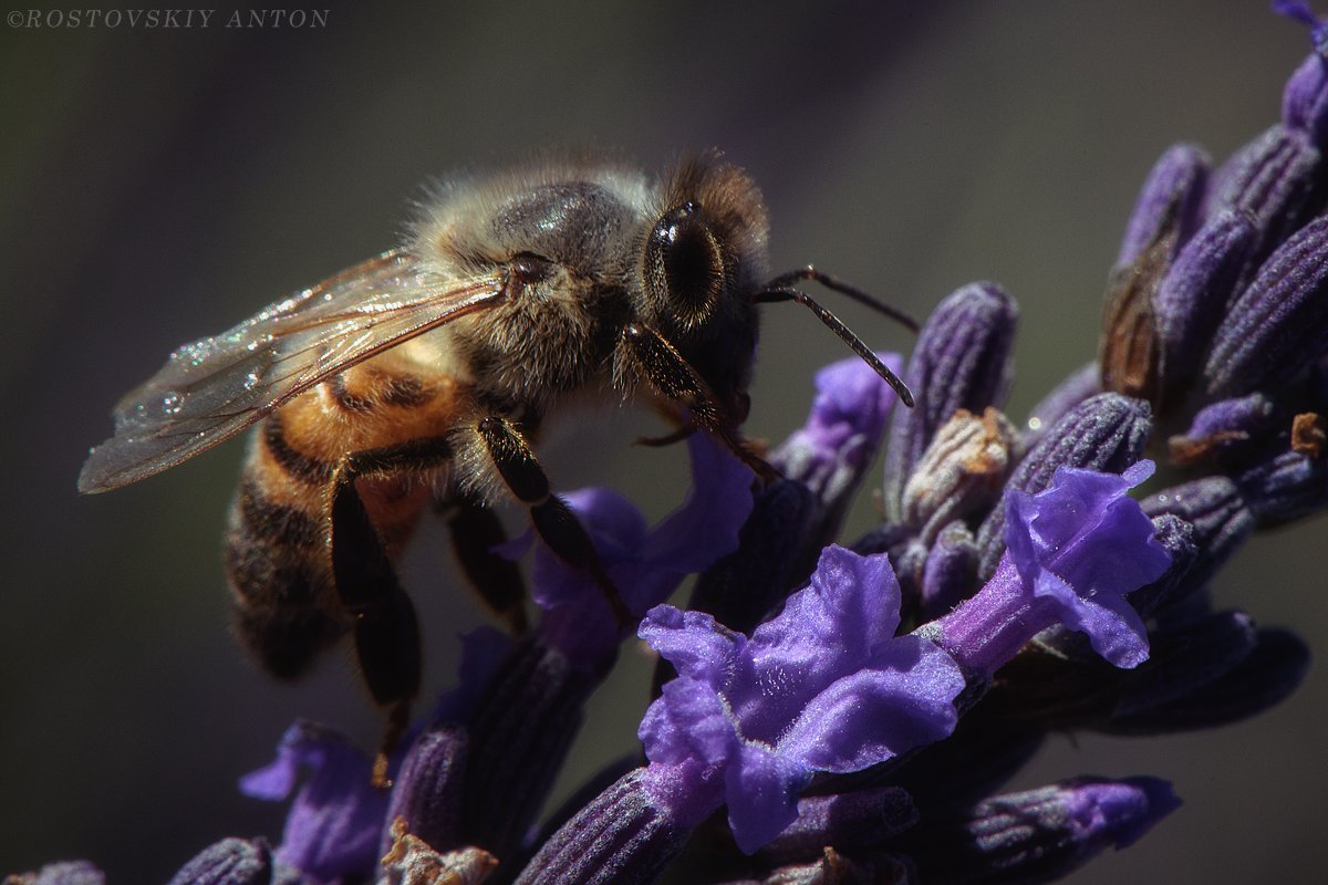 пчела, Прованс, Франция, bee, France, lavender, лаванда, Антон Ростовский